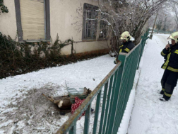 a bajba jutott őzike