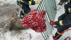 Őzmentés Szentesen