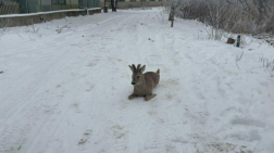 Őzmentés Szentesen